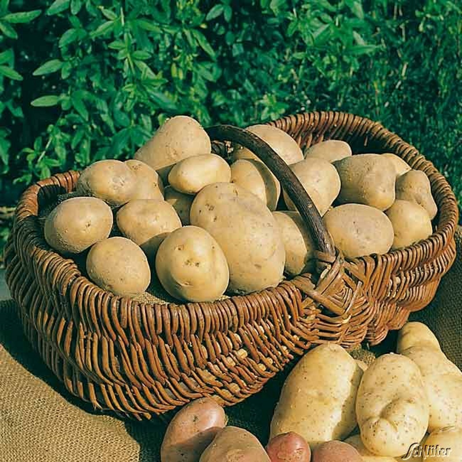 Pflanzkartoffel BELANA 5Kg, festkochend früh