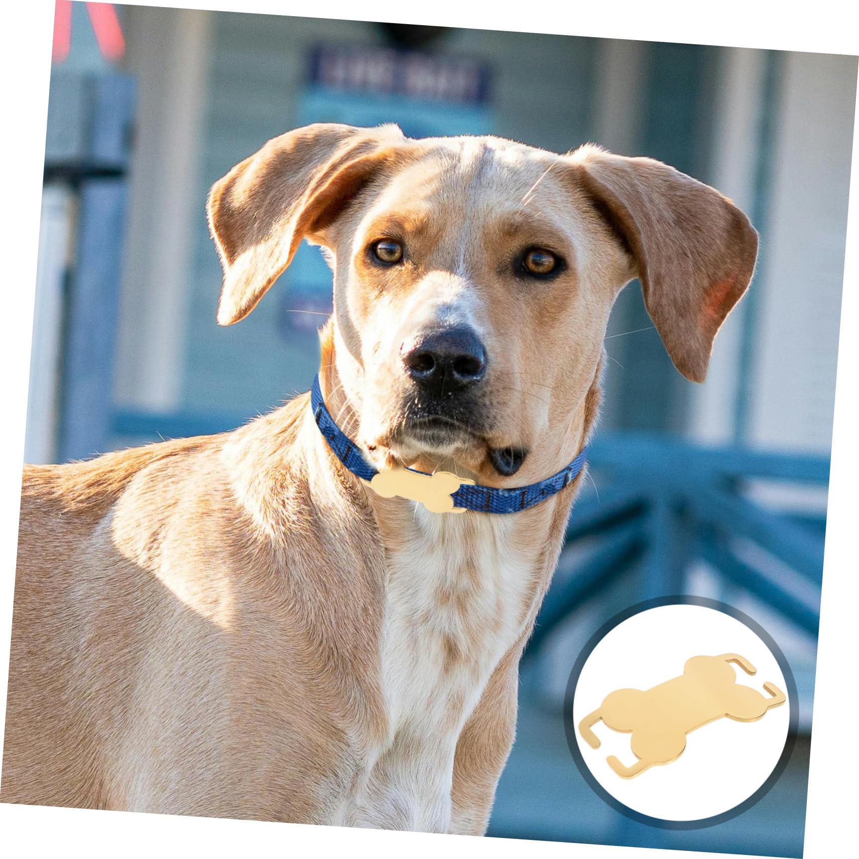 INOOMP 5 Juegos De Etiquetas De Identificación Para Perros De Acero Inoxidable Pequeñas Y Ligeras Para Perros Y Gatos 3 Unidades X 5