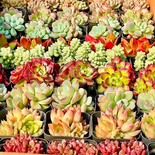 Miniatura 3 de Plantas suculentas variadas finas vivas (más de 20 variedades de envío de raíz desnuda)  Suculentas de roseta con raíces saludables para jardinería