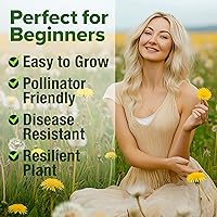 Vista 359 de HOME GROWN Más de 1000 semillas de cilantro para plantar en interiores o exteriores, hierbas tradicionales sin OMG, semillas de plantas de cilantro