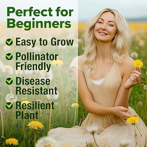 Miniatura 4 de HOME GROWN Semillas de diente de león para plantar 1200 semillas de hierbas medicinales tradicionales cultivan hojas y flores comestibles para