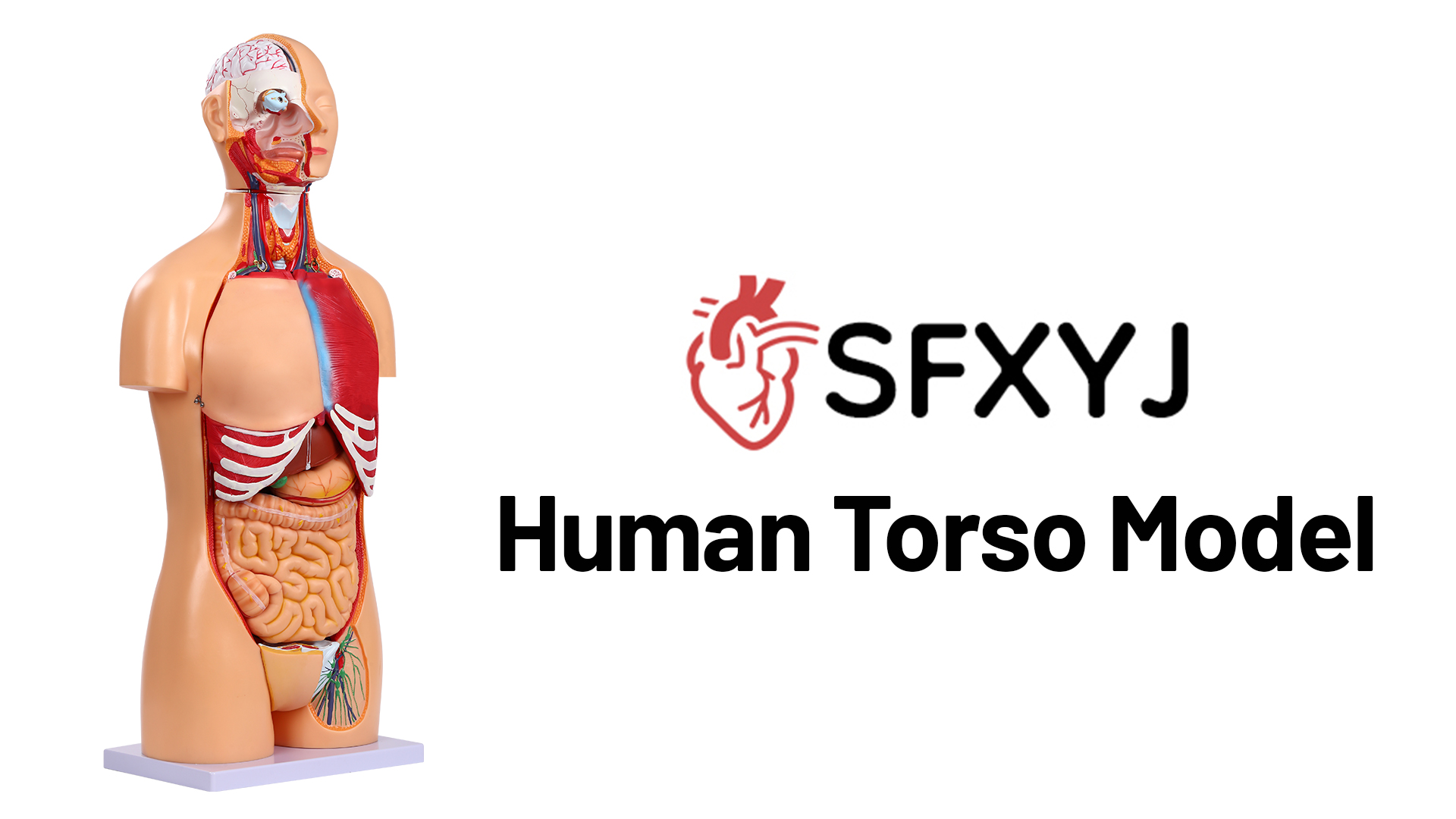 Amazon.com: SFXYJ Human Torso Anatomy Model 33.4