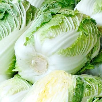 Chinese Cabbage Seeds - Hwi Mo Ri - Hybrid - 1 Oz 1120 Seeds - Non-GMO, F1 Hybrid - Asian Garden Vegetable