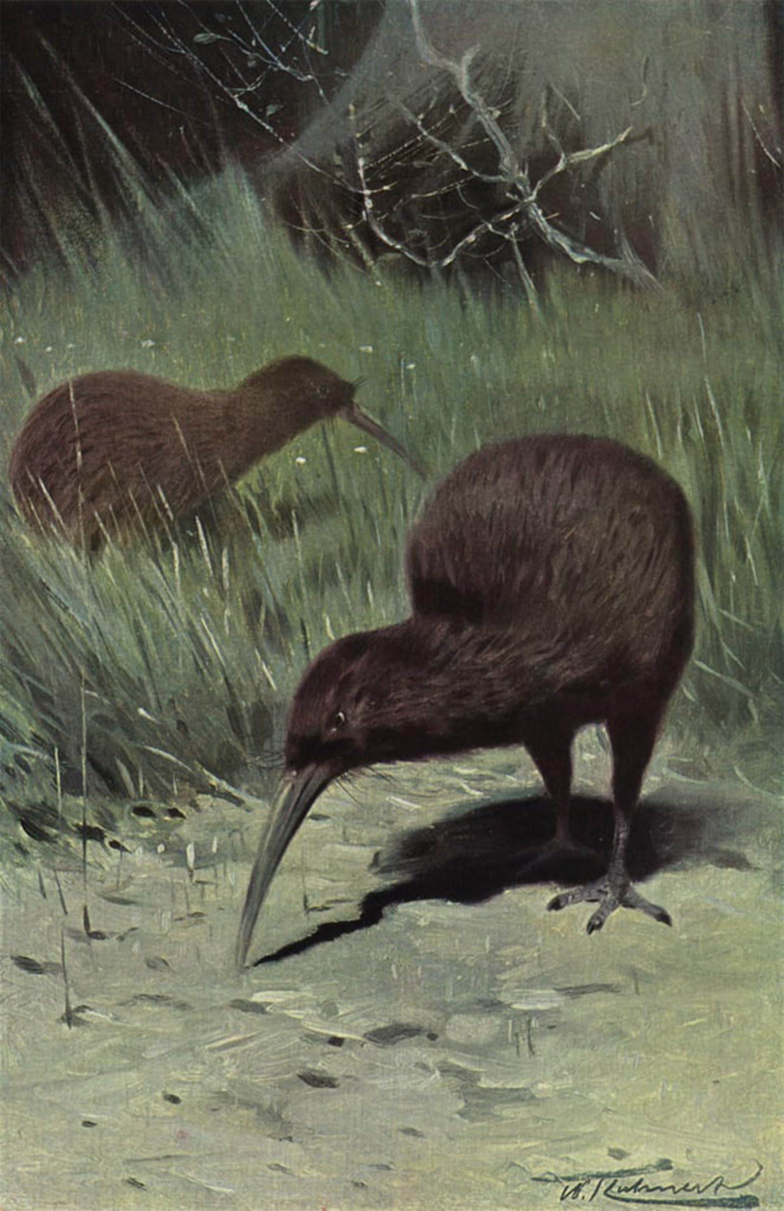 POSTERIIk Vintage Art Print Images Pictures Print Kiwi by After Wilhelm Kuhnert Modern Colour Posters for Office Home Decor 60x90cm