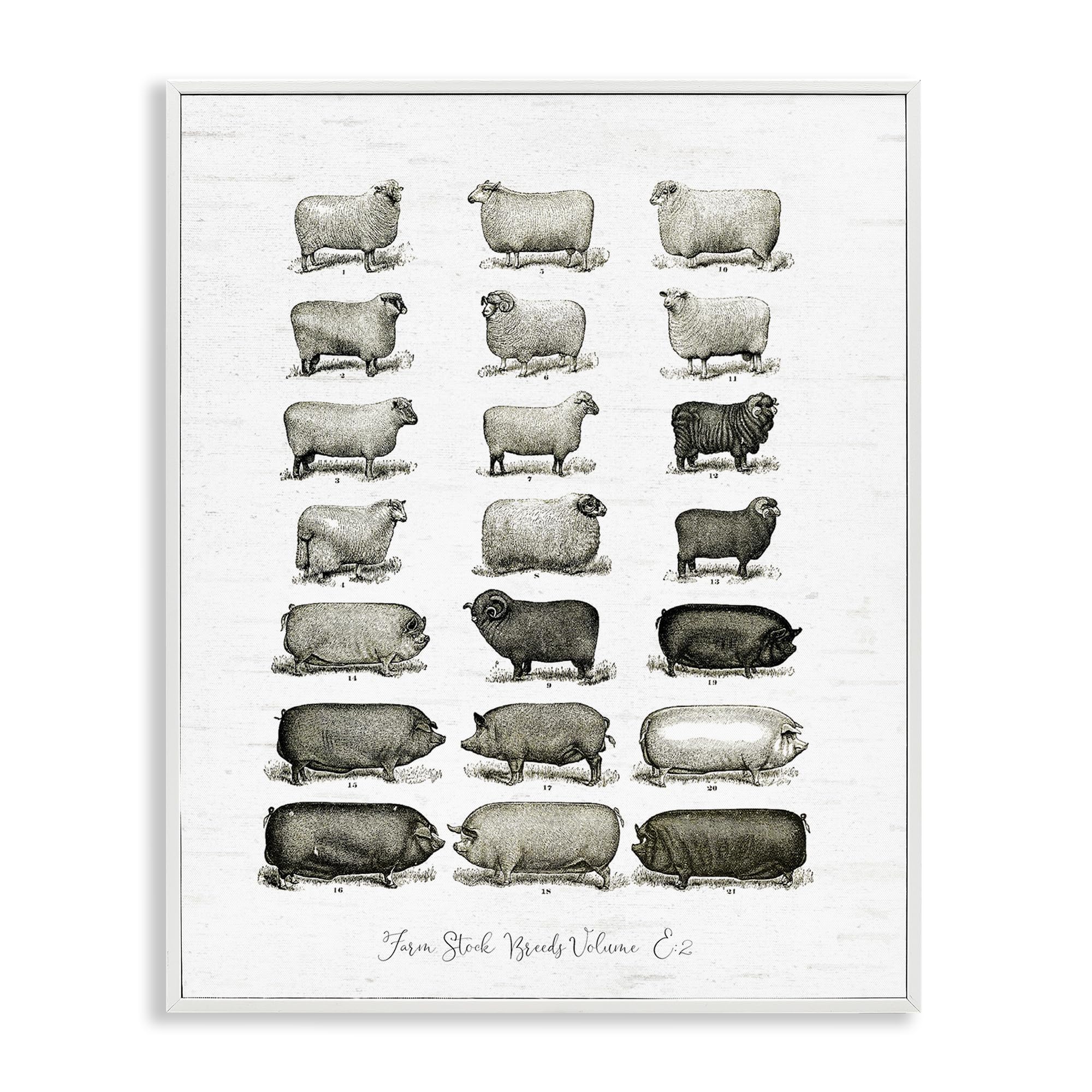 Farm Animal Breeds Diagram Chart, 11 x 14 Inch Framed Giclée Print