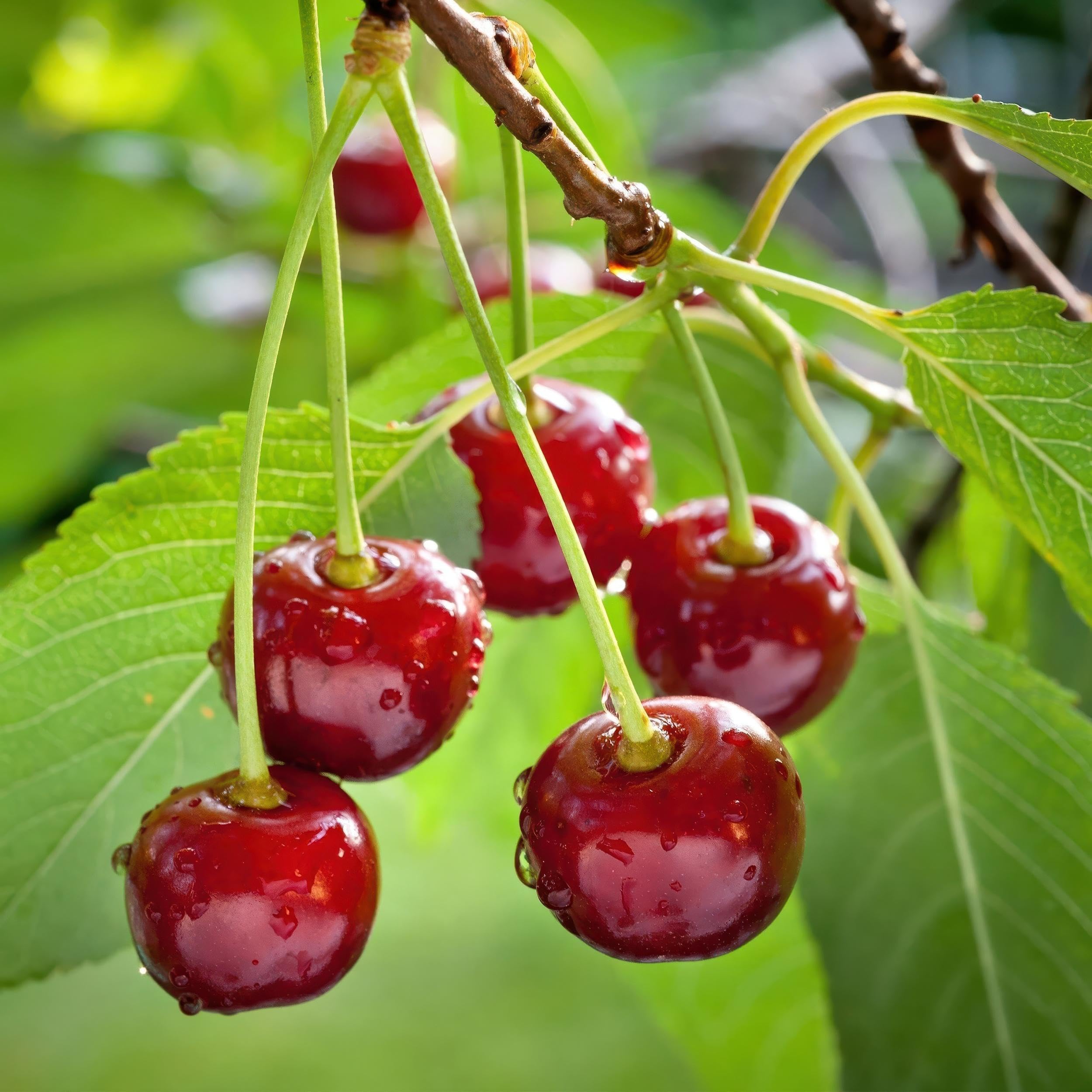 Roślina owocowa - Wiśnia - Prunus avium Regina - Czerwona wiśnia - 80-90cm - Ø21cm - Roślina ogrodowa