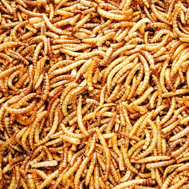 UK GROW 10L Premium value Dried Mealworms (10L)