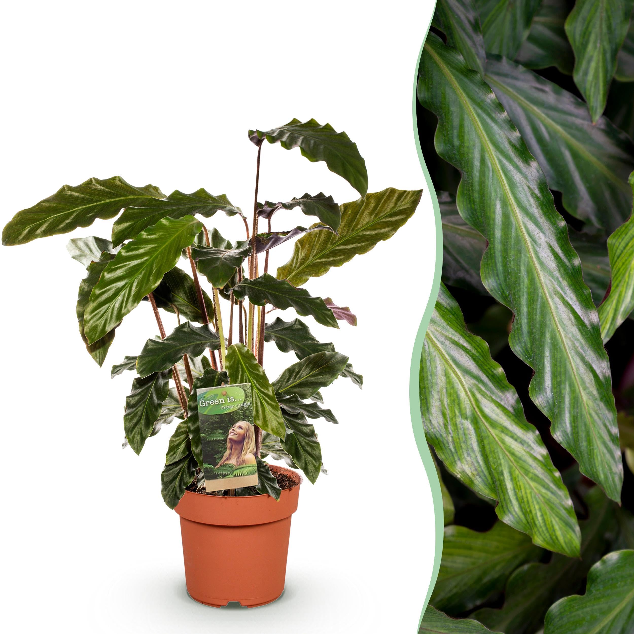 Calathea Rufibarba - Planta pavo real - Bajo mantenimiento - Verde - 55-60cm - Ø17cm - Planta de interior - Hojas perennes
