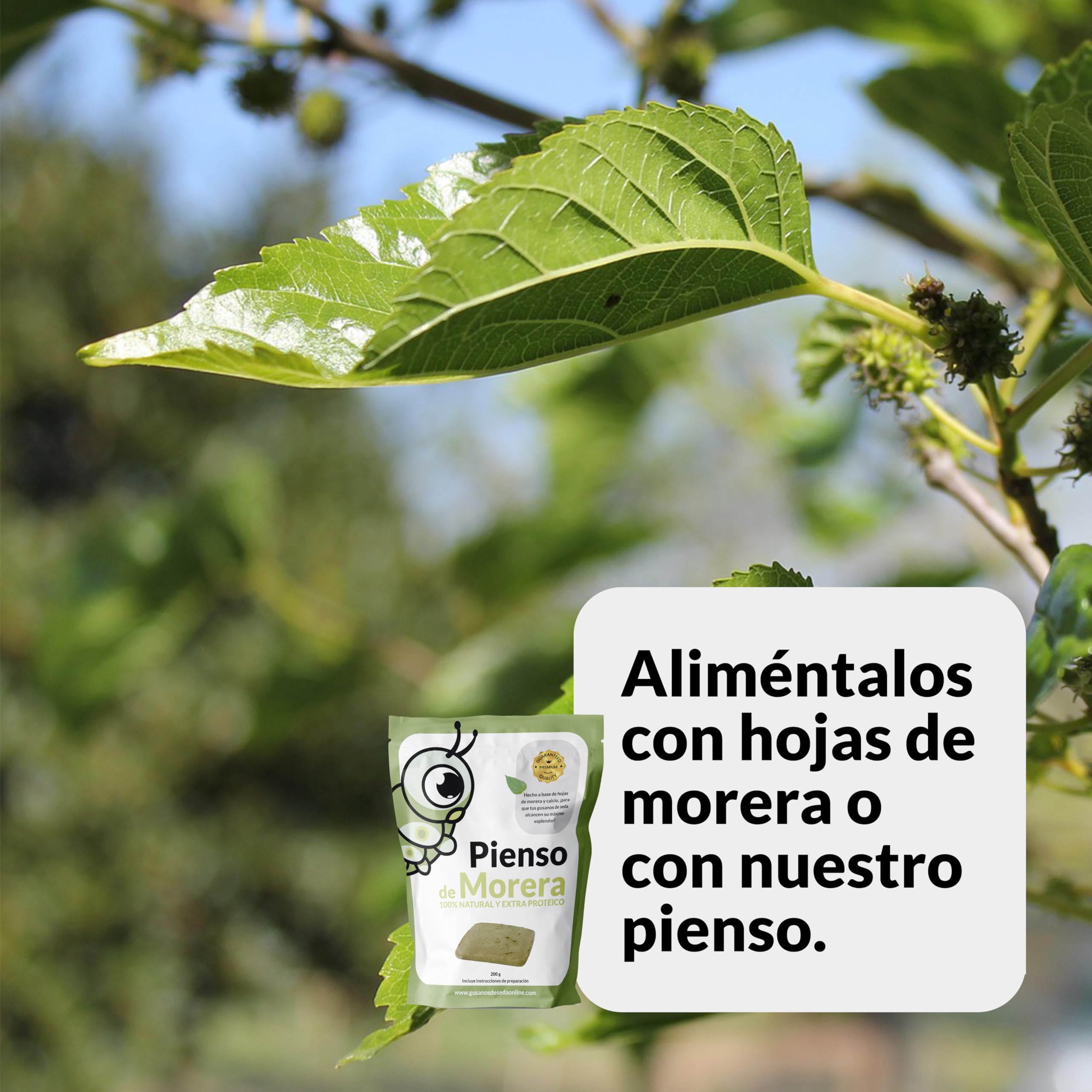 Genérico Vers à Soie Race RÂLÉS - 50 Oeufs - Éclosionnent en 25 jours - Cocons de Soie Naturels - Couleur Soie Blanc et/ou Rose