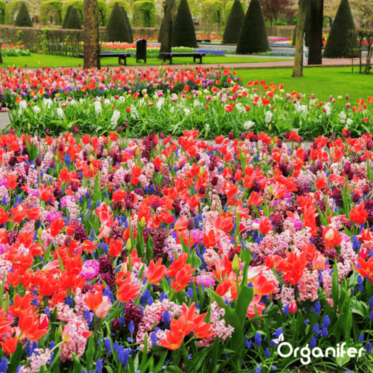 Fertilizante Líquido Para La Fase De Floración - 500ml = 250L | Fertilizante Especial Para Flores - Favorece La Floración Intensiva - Absorción Rápida Y Eficaz De Nutrientes - Organifer