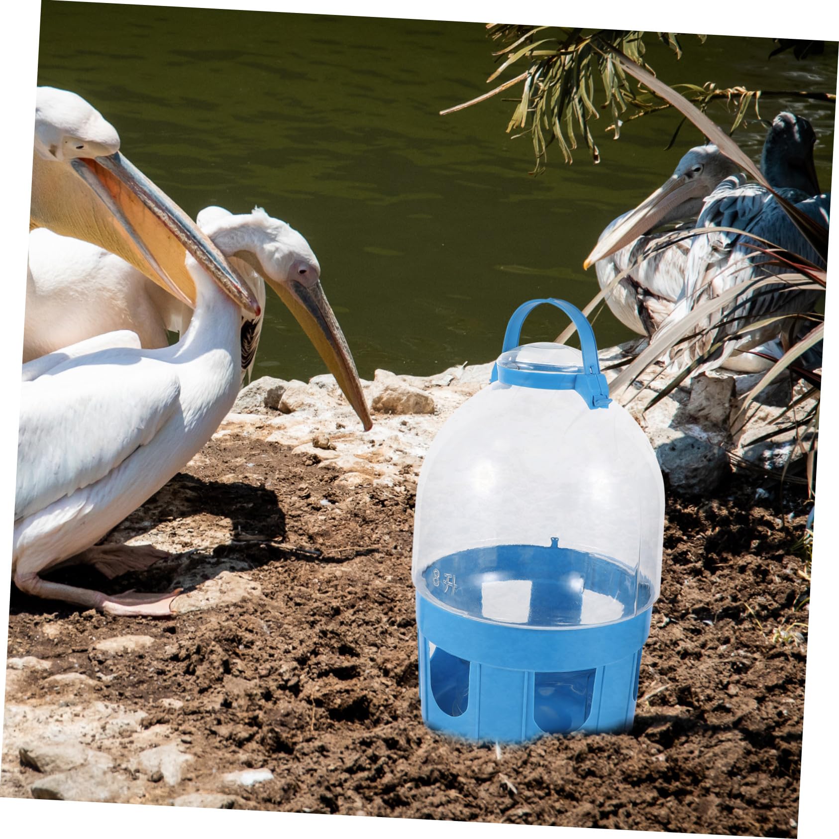 Abaodam Mangiatoia per Piccioni e Distributore D'acqua Trasparente da 8l Scala di Capacità, Grande Capacità per Abbeveraggio Autonomo, Semplice da Appendere, per Allevatori di Uccelli Domestici