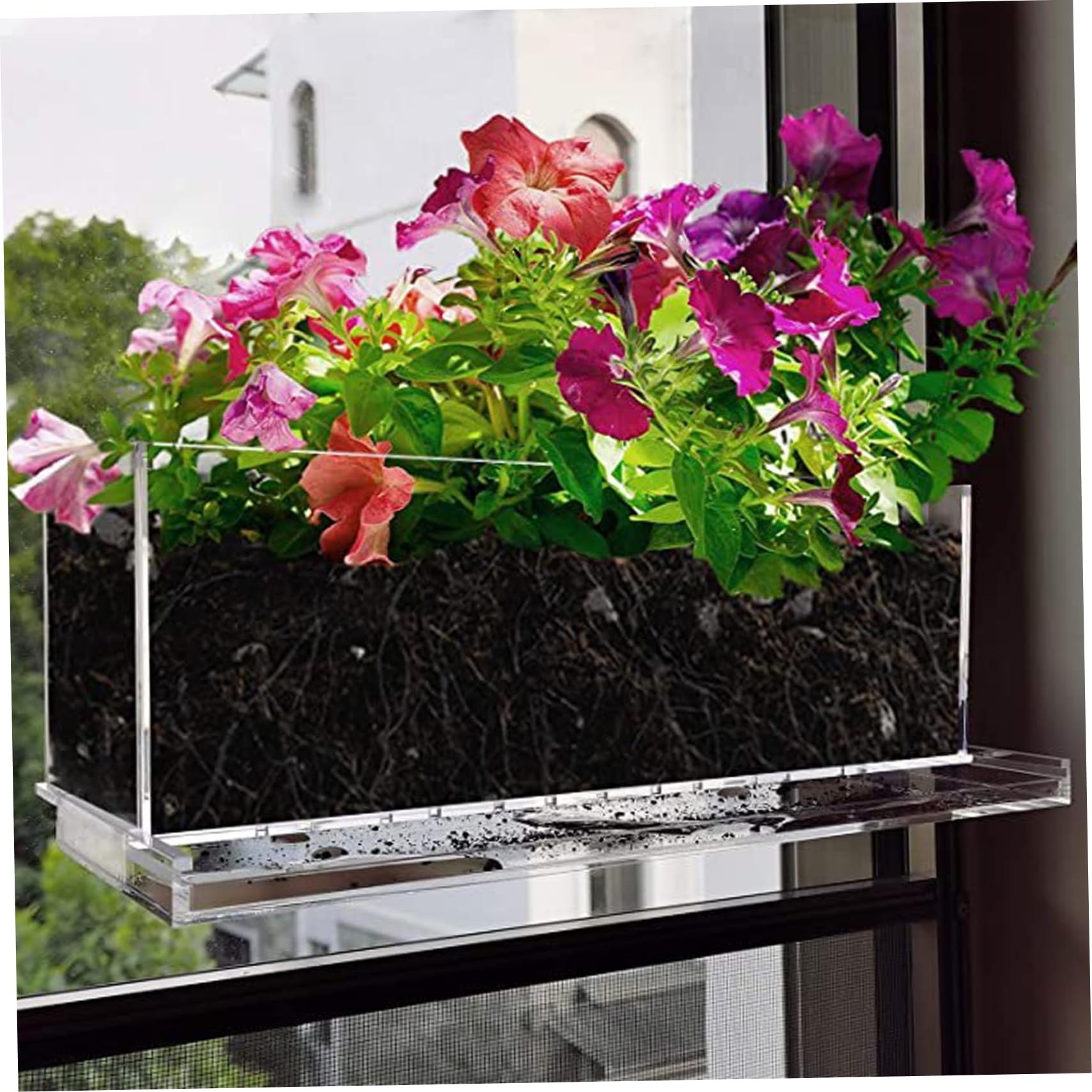 money plant silver dollar OSC Money Plant or Silver Dollar Plant Lunaria Seeds