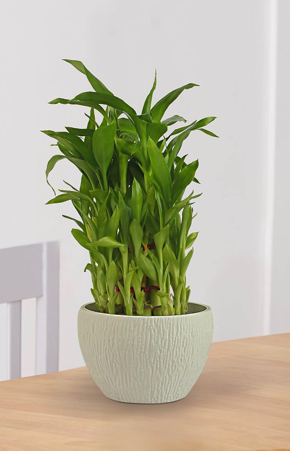 Exotic Green Indoor Good Luck 3 Layer Bamboo Plant Amazon.in Garden