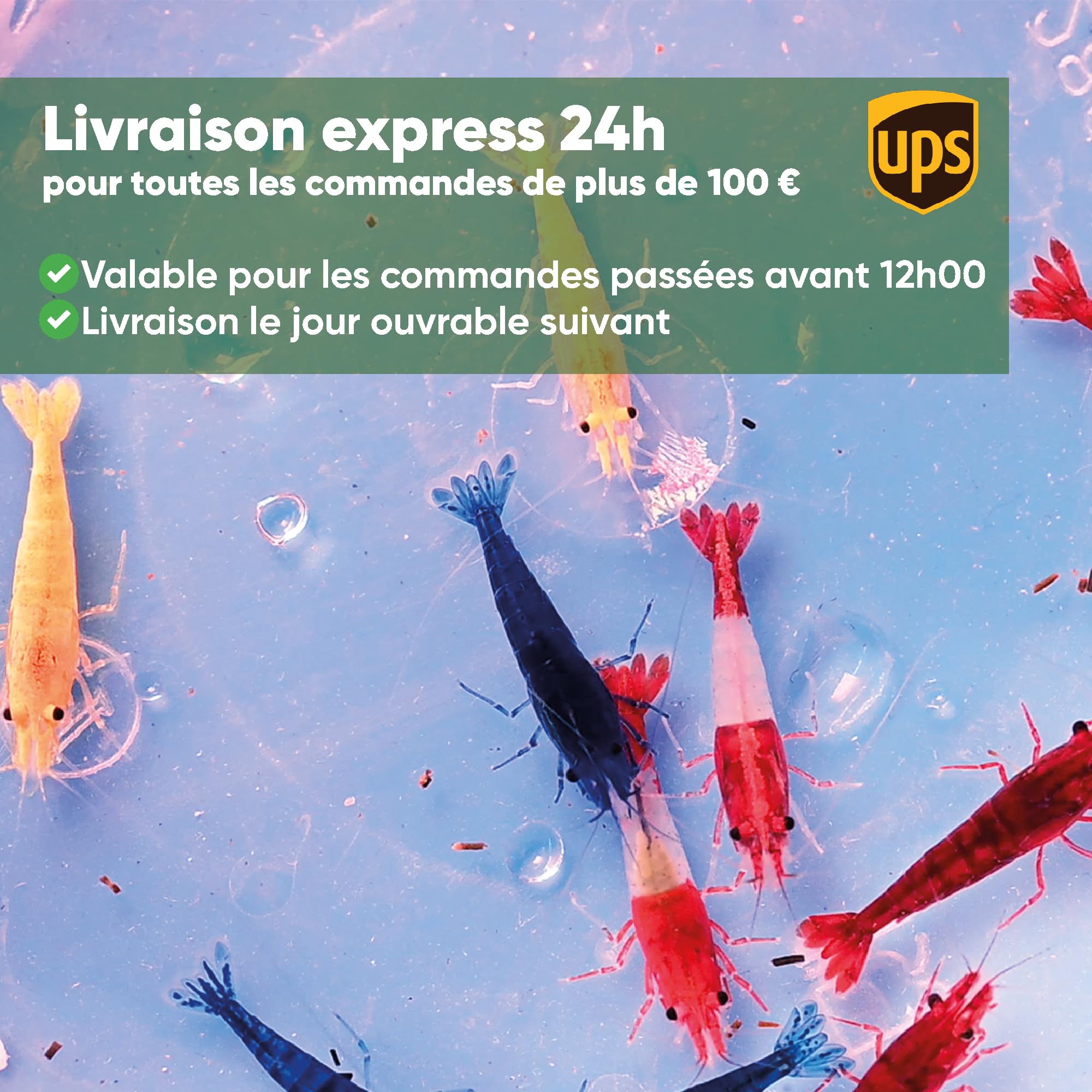 Neocaridina Gamberetti vivi per acquario, 20 pezzi, colori misti, 1-1,5 cm