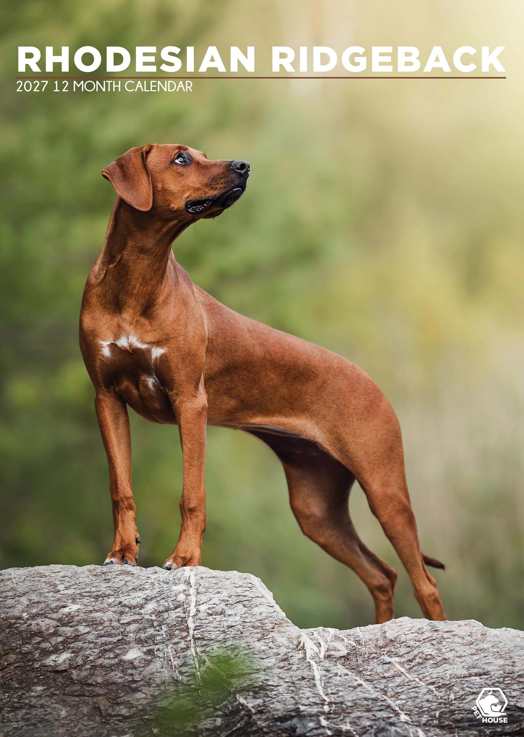 Rhodesian Ridgeback Dog 2027 Calendar, A3, Full Colour, Wirobound (CRU)