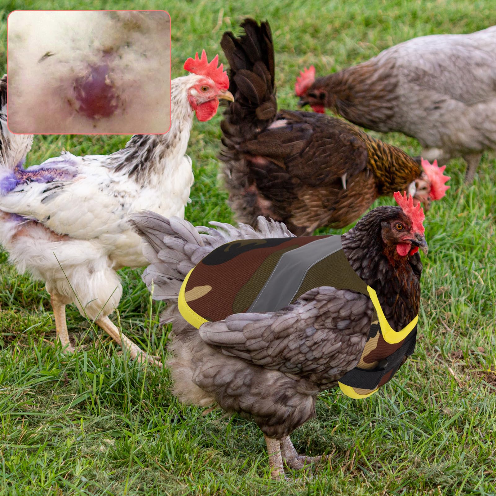 lasuroa 3pcs Selle pour Poules avec Bandes Réfléchissantes et Sangles Réglables, Tablier Selle Poule Protection du Dos et des Côtés Accessoires d'Extérieur pour Volailles (3 Couleurs)