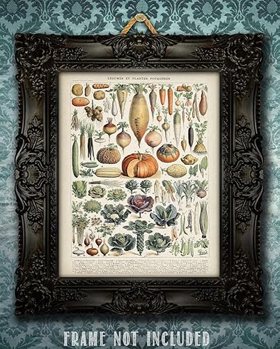 Miniatura 3 de Legumbres antiguas y cultivos de raíces tradicionales de 11 x 14 pulgadas, impresión sin marco, arte de pared botánico vintage y temático de
