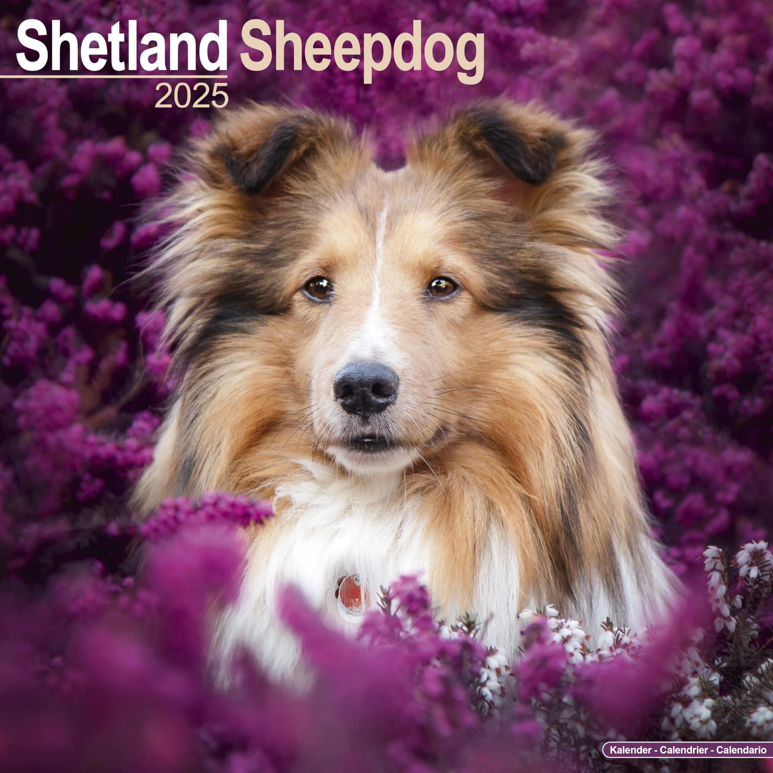 Shetland Sheepdog 2025 Square Wall Calendar | Dog Breed Calendar