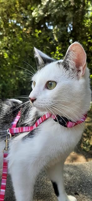 Foto 5 de 6 de Alfriy Kittens Harness + Belt 15-25 cm 10 mm Assorted