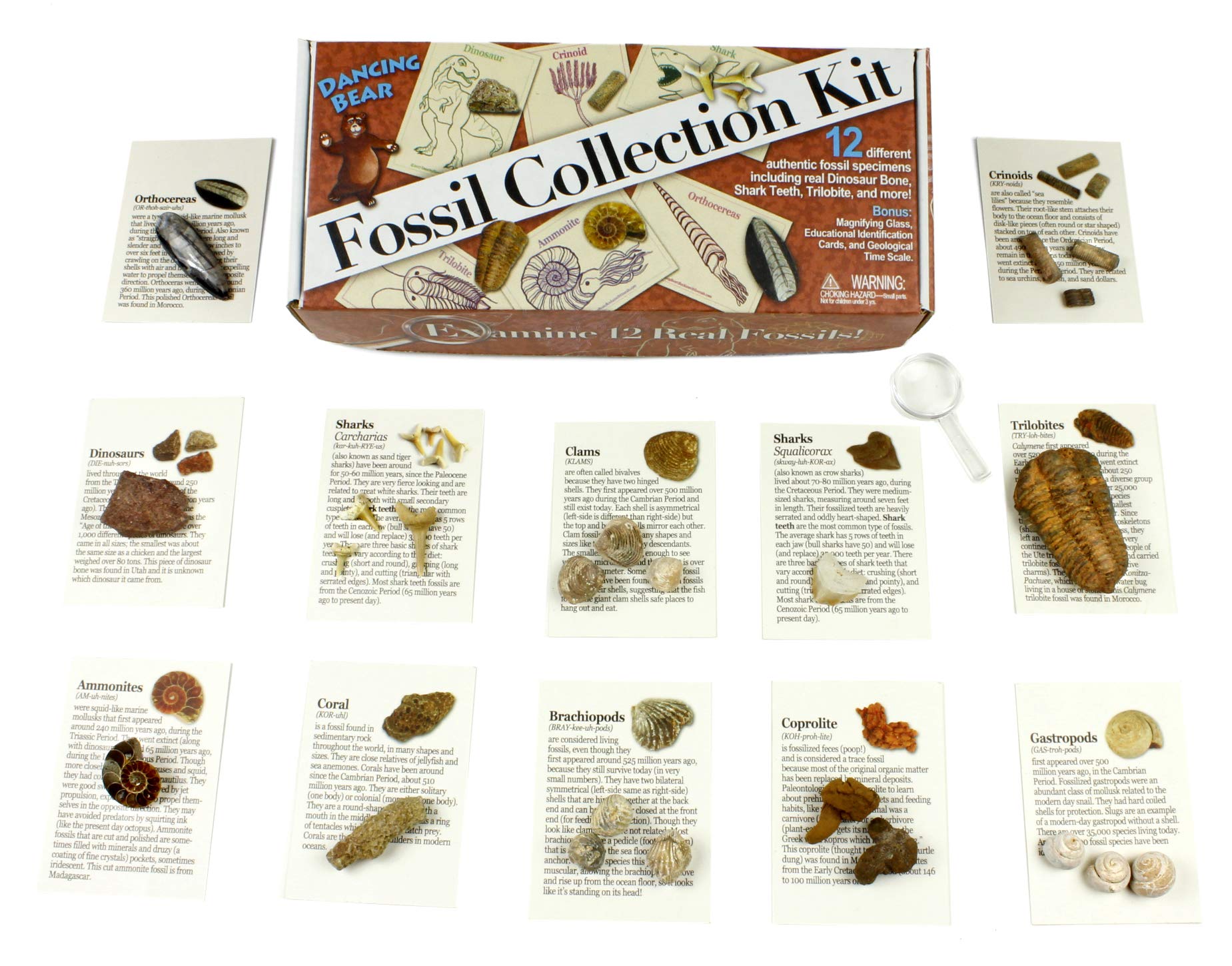 Fossil Collection Kit (12 pc) Trilobite, Dinosaur Bone, Shark Teeth, Coprolite (fossilized