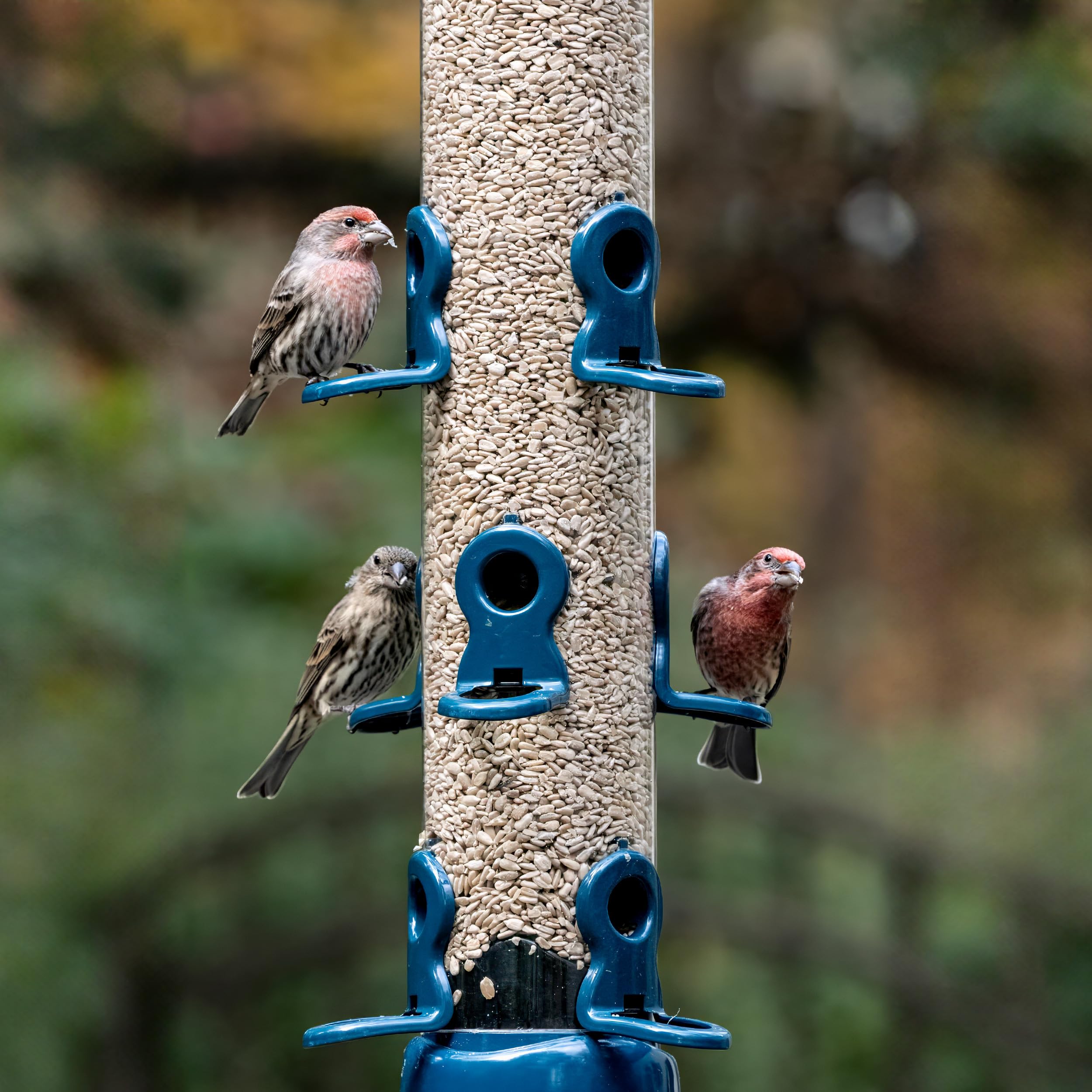 Jacobi Jayne® flo™ Vogelfutterstation für den Garten, zum Aufhängen, leicht zu reinigende Vogelfutterstation für Sonnenblumenkerne, Metall, blau, große Sonnenblumen-Herz-Futterstation