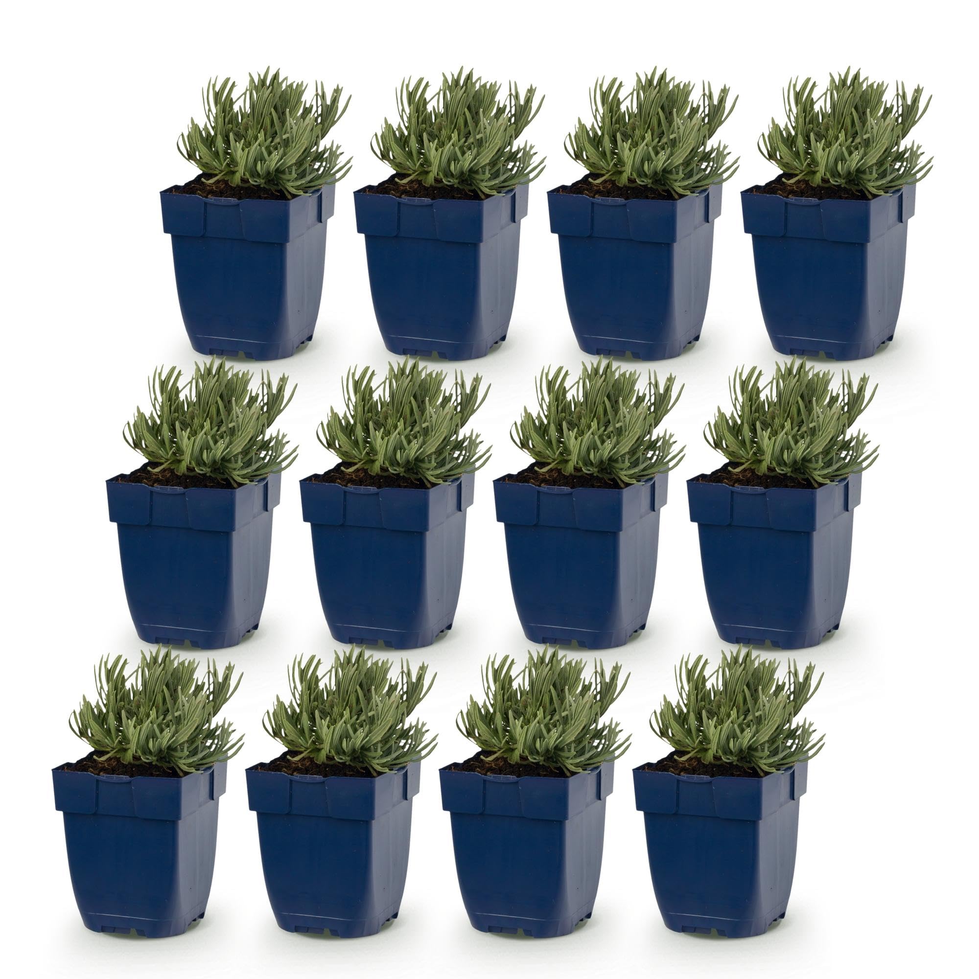 Green boutiQ - Stauden - Lavandula Tricolour - Lavendel - Duftend - Blau - Rosa - Weiß - 12 Pflanzen - Topf 11 cm - Höhe 15-25 cm