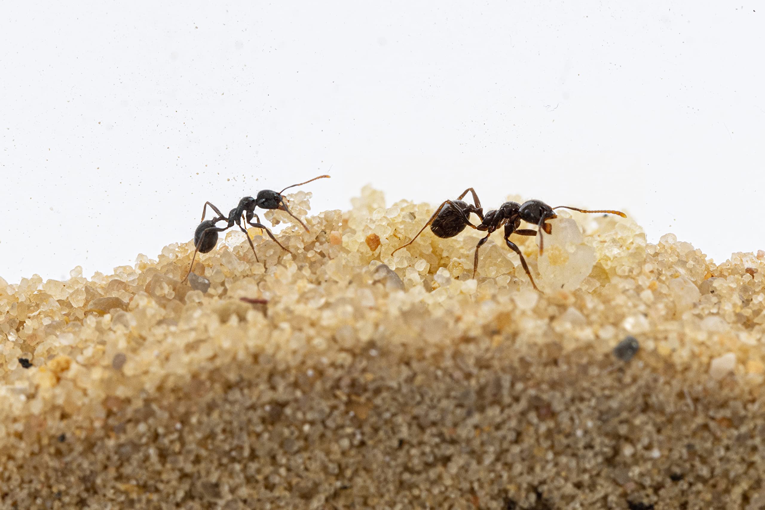 Anthouse.es - Hormiguero Natural de Arena - Kit Hormiguero 3D Forma de L (Sándwich + Caja de Forrajeo) - Granja de Hormigas con Colonia de Hormigas Incluida - 25x20x1 cm y 10x24x10 cm - Azul - 5