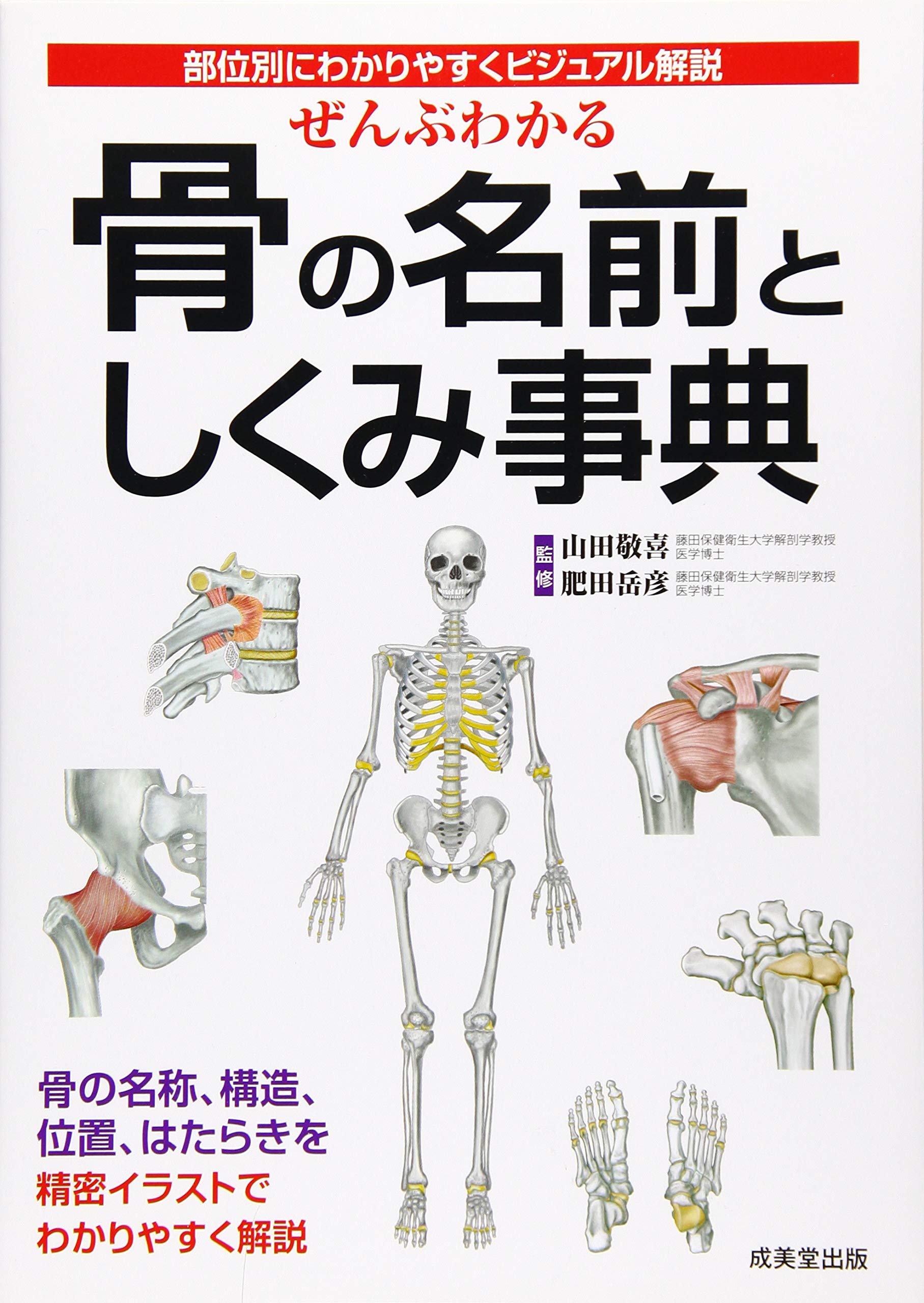 ぜんぶわかる骨の名前としくみ事典 部位別にわかりやすくビジュアル解説 岳彦 肥田 本 通販 Amazon ぜんぶわかる骨の名前としくみ事典 部位別にわかりやすくビジュアル解説 岳彦 肥田 本 通販 Amazon