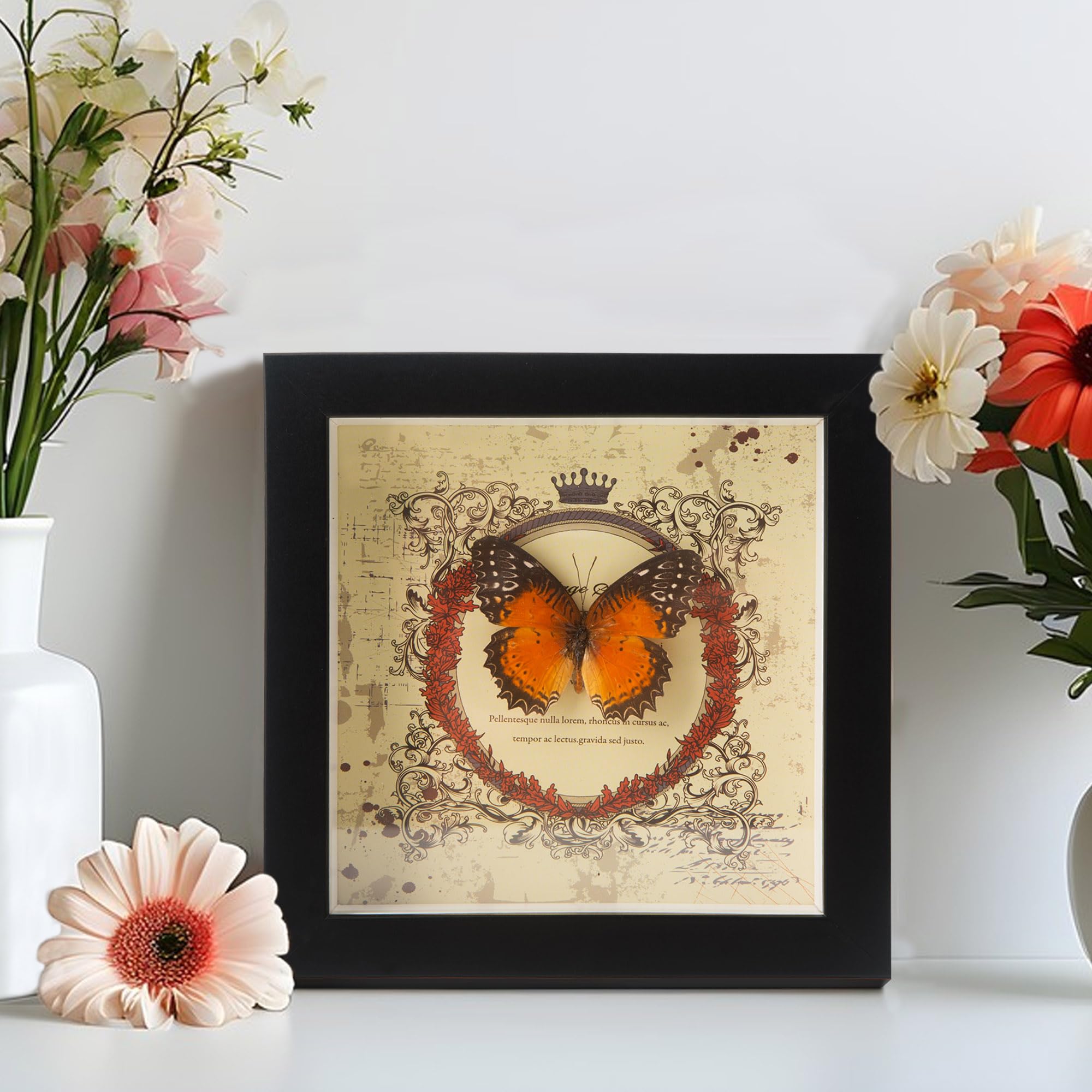Taxidermy Butterfly Real Butterfly Specimen, Butterfly Shadow Box ...