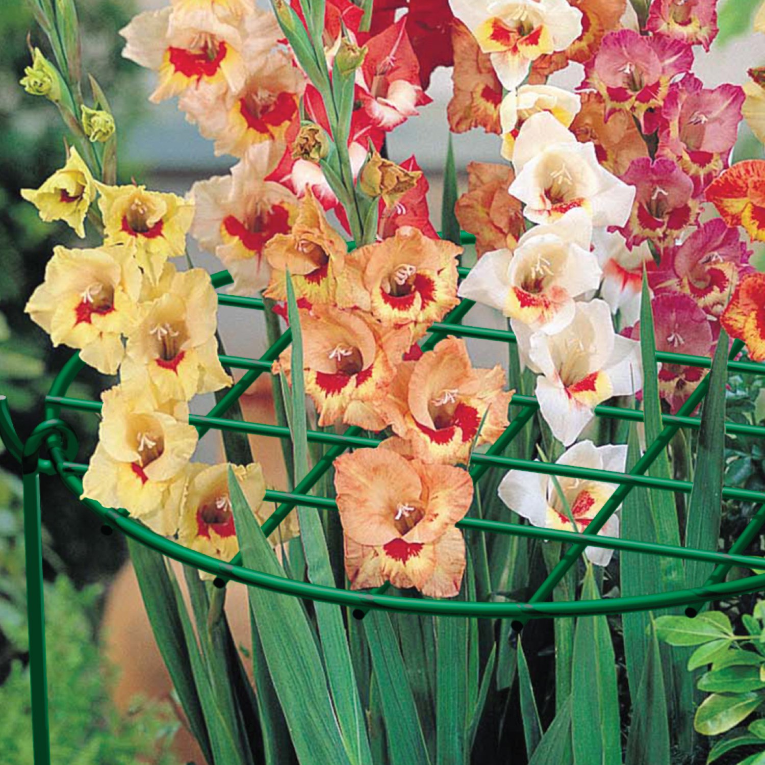 Panacea Products 14-Inch Grow Thru Ring - Green