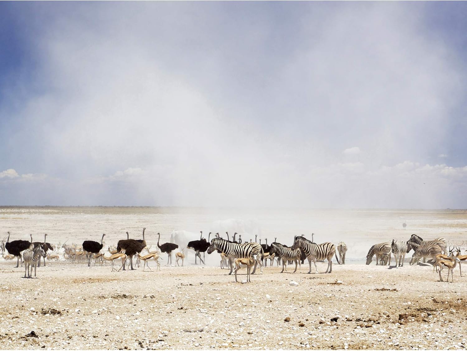 Krishnappa Mud Ostrich zebra Etosha Namibia Picture Massive XL Wall Artwork Canvas Print