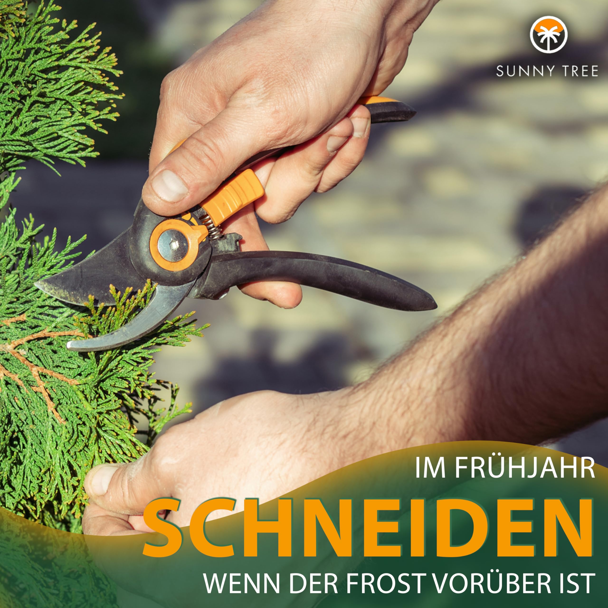Sunny Tree - Zypresse Sempervirens Totem - Italienische winterharte Zypresse - 160 cm - immergrün - winterhart bis -18