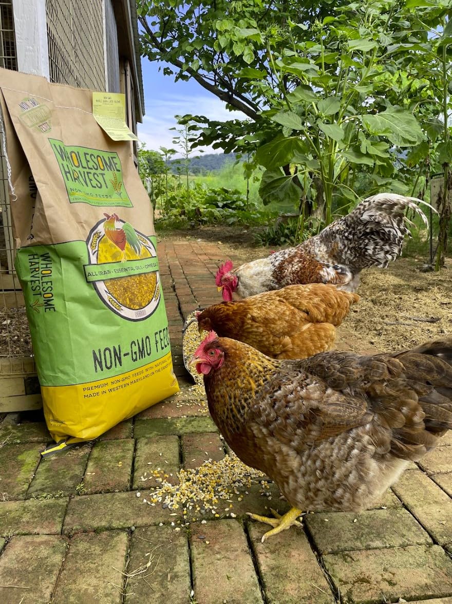 Alimento Integral para Gallinas Ponedoras Y Patos, Sin Soja Ni Maíz, Sin OMG (16%) - Incluye Aceites Esenciales, Hierbas, Conchas De Ostras, Minerales Vitales Y Omega 3, 4.5 Kg