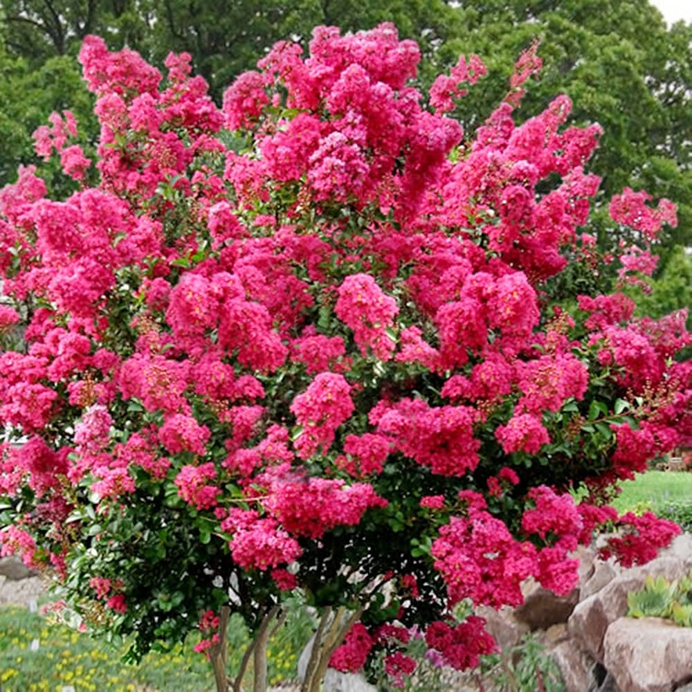 三越お取り扱い Malvoisie 木下物産 デミバフミンク ファーコート 11 三越お取り扱い Malvoisie 木下物産 デミバフミンク ファーコート 11