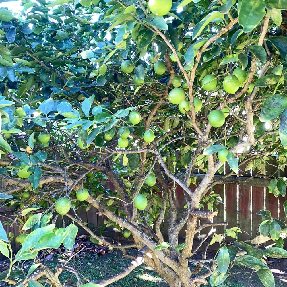 200 Semi Di Limone - Albero Da Frutto, Pianta Perenne Per Giardino/Balcone