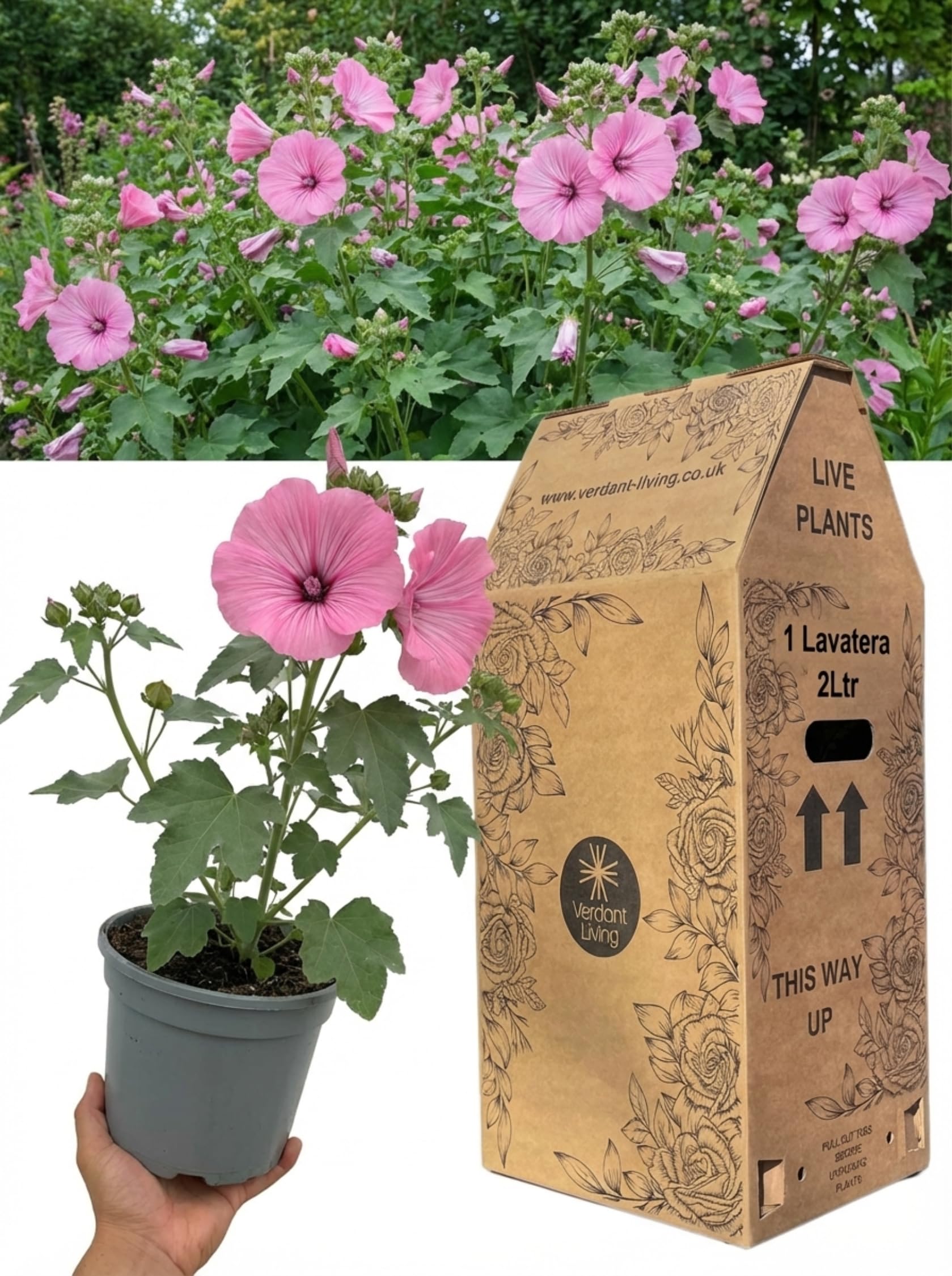 Lavatera Bredon Springs Plant in 2Ltr Pot – Pink Flowering Hardy Perennial Shrub, Borders, Cottage, Garden – Fast Growing, Bee Friendly, Tree Mallow, Summer Flowering, Easy Care, UK Grown