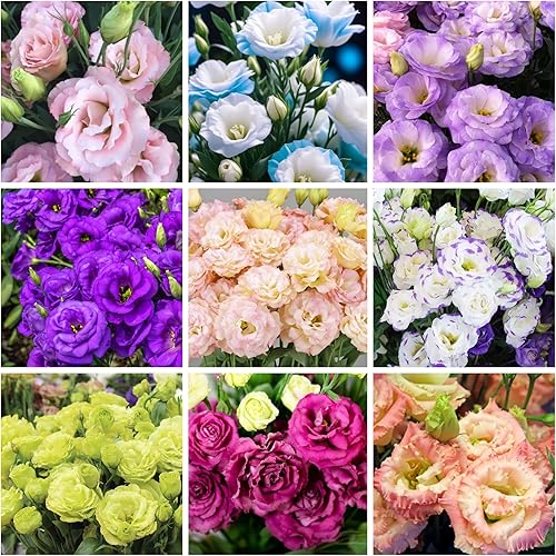 Más de 1000 semillas de Lisianthus para plantar, semillas de flores mixtas de doble Lisianthus flores vibrantes para jardín y ramos