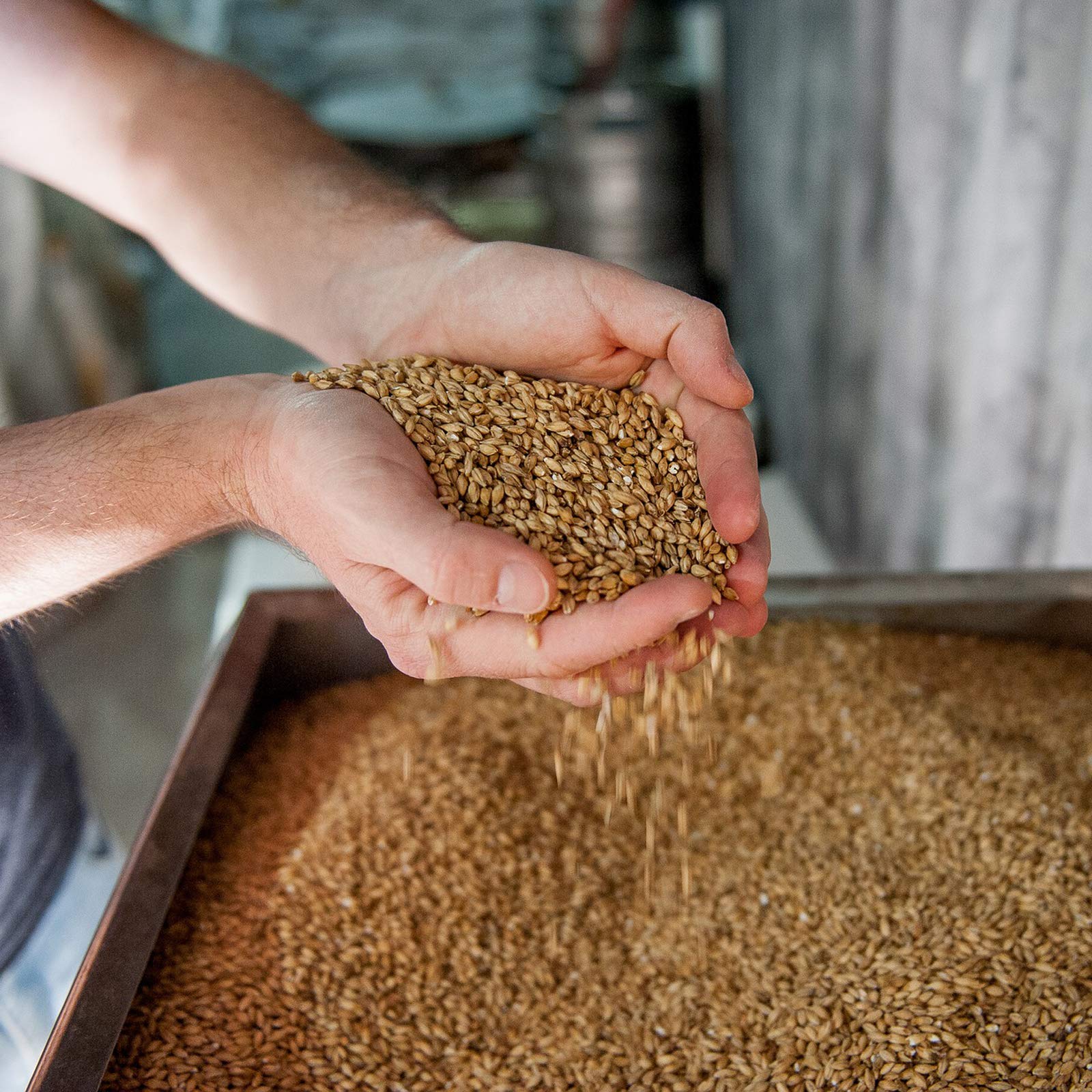 Gerste für Hühnerfutter Geflügelfutter Einzelfuttermittel Futtergerste Vogelfutter Nager Geschält Körner Getreide Barley Sack Futter Entspelzt Gereinigt Samen Petigi, Gewicht:25 kg