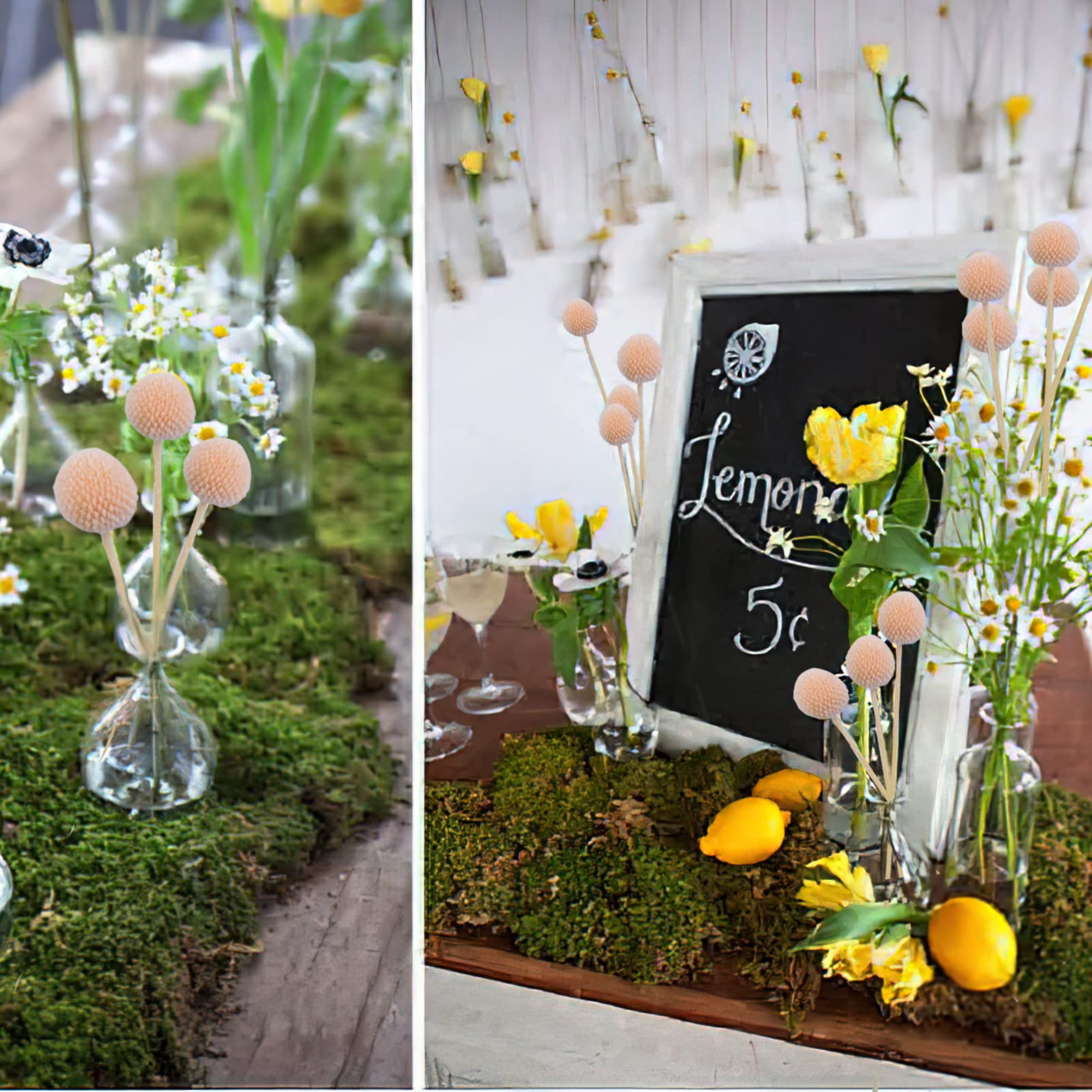 CISDUEO 20 Stück getrocknete Blumen, Craspedia, Billy Balls, Blumen, Billy Buttons, Rosa, getrocknete Blumenstrauß-Arrangements für Hochzeit, Zuhause, hohe Vase, Boho-Dekor