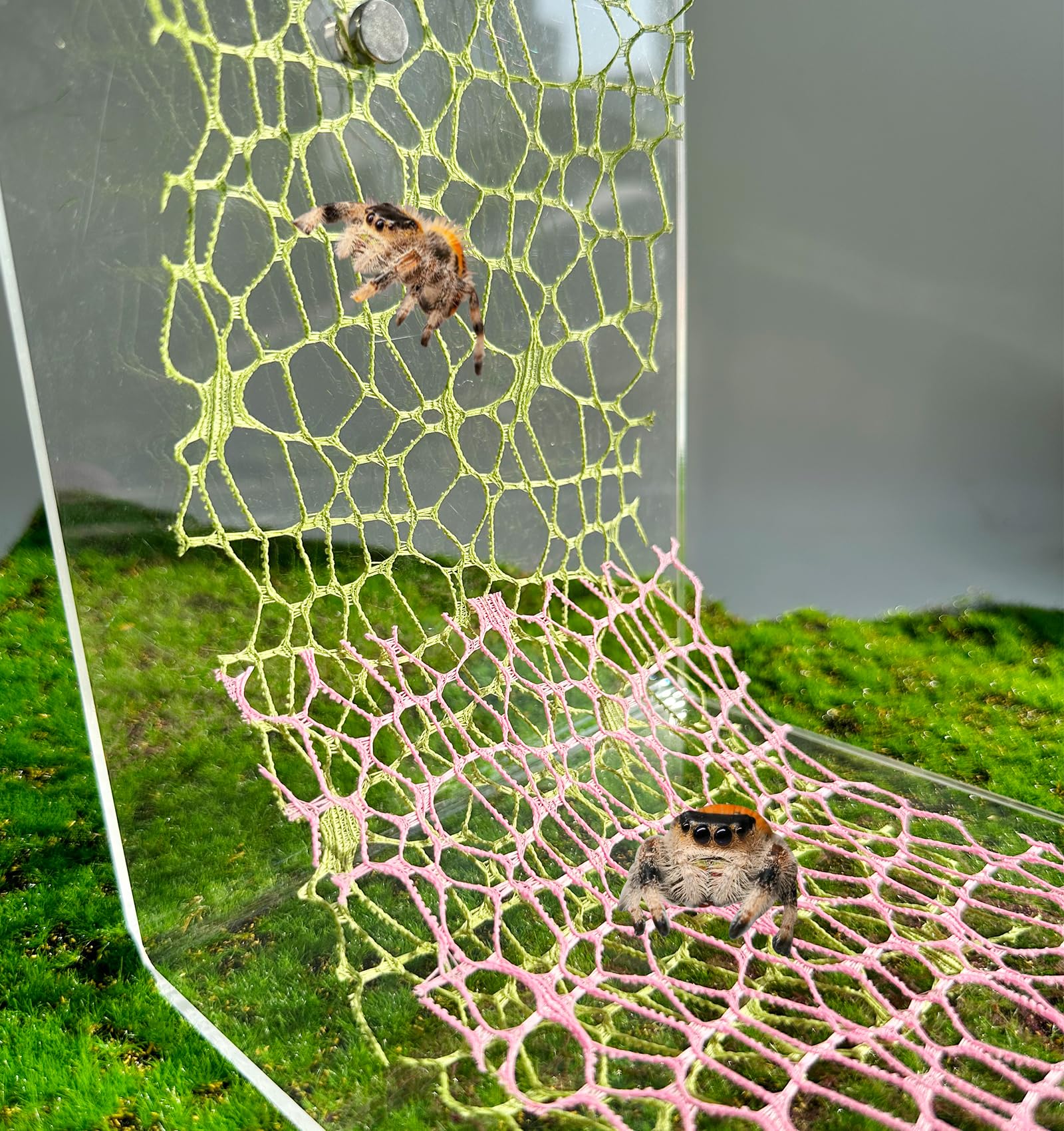 6 PCS Jumping Spider Habitat Accessories-Jumping Spider Webbed Moss Ribbon with Magnets for Spoods Jumping Spider Enclosure Spoods Climbing (Not Included The Jumping Spider Terrarium) (Green+Pink)