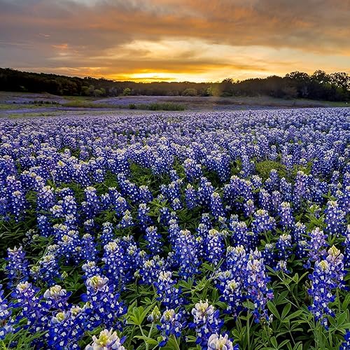 Miniatura 9 de Outsidepride Texas Bluebonnet Seed - 500 semillas