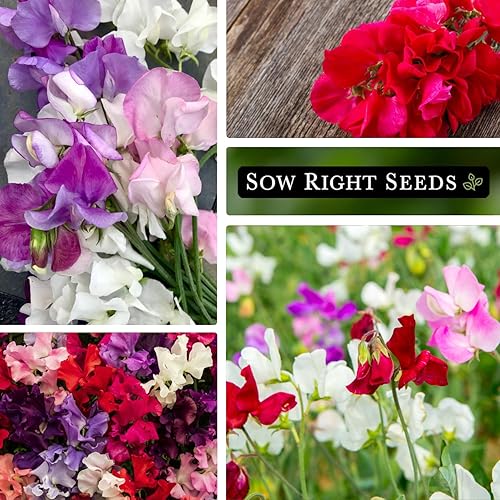 Miniatura 4 de Sow Right Seeds - Semillas de guisantes dulces Mammoth Mix para plantar - Hermosas flores para plantar en tu jardín - Semillas de reliquia sin OMG -