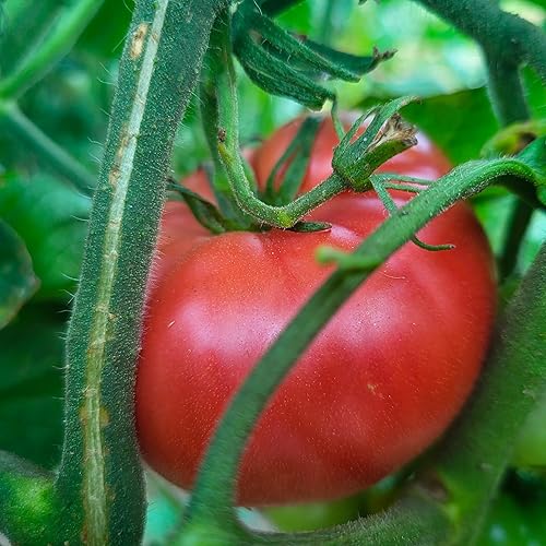 Miniatura 2 de Semillas de tomate Pink Brandywine  Paquete de 25 unidades certificadas orgánicas sin OMG polinizadas abiertas sin tratar para plantar  de Estados