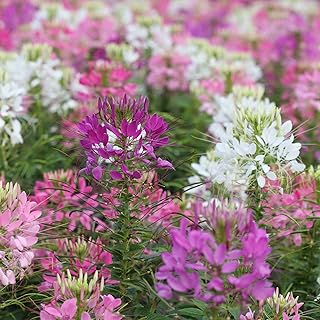 Cleome Flower Garden Seeds - Queen Mixture - 1000 Seeds Mix - Annual Flower Gardening Seed - Cleome hasslerana