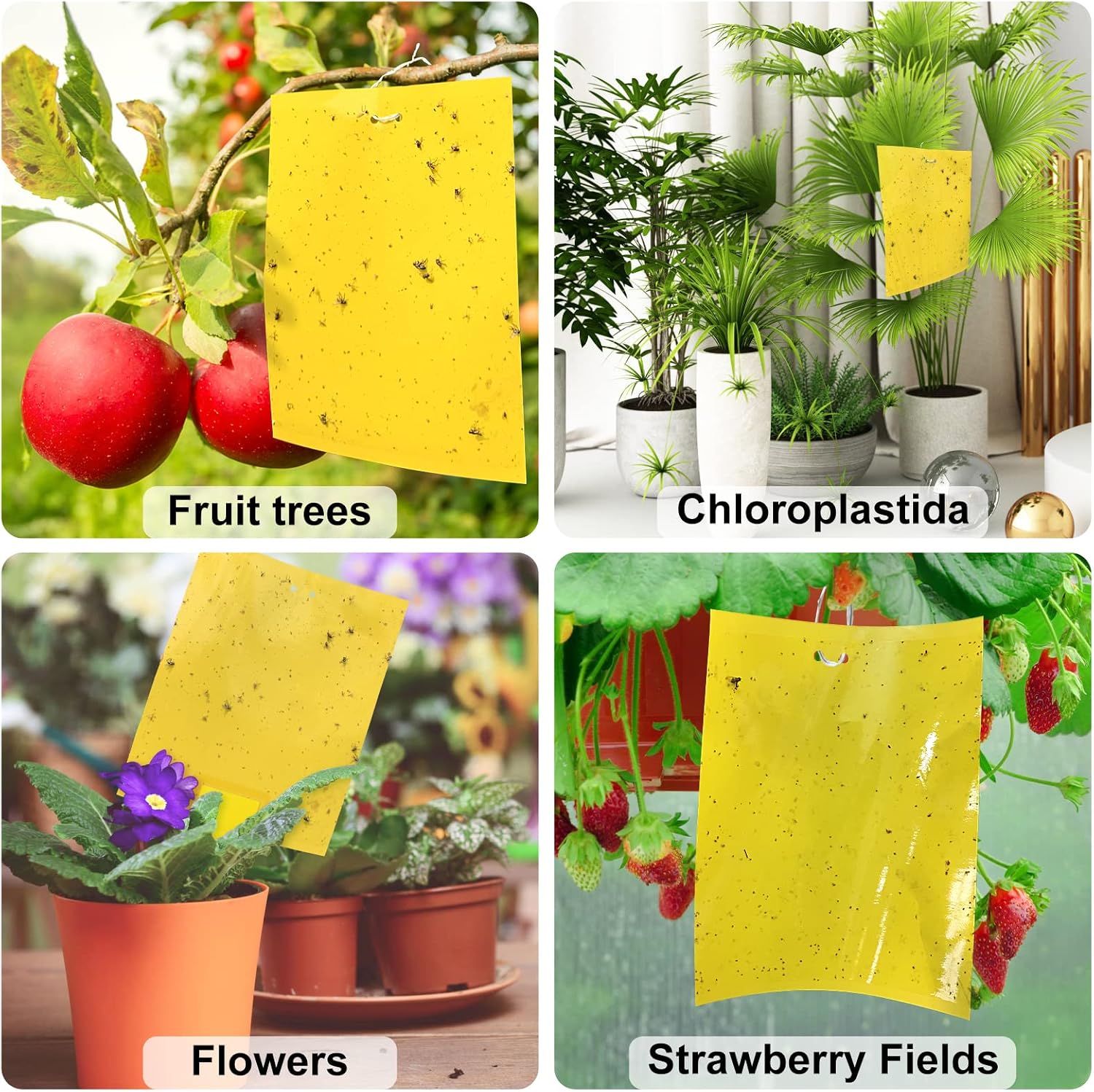 20-Pack Enlarge Dual-Sided Yellow Sticky Traps,Dual-Side Fruit Fly for Flying Plant Insect Such as Fungus Gnats, Whiteflies, Aphids YUEQINGLONG