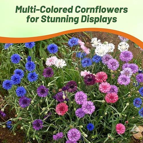 Miniatura 5 de outsidepride Cornflower, diseño de lunares, MIX