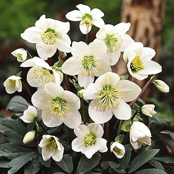 Christmas rose plants for sale Clearance