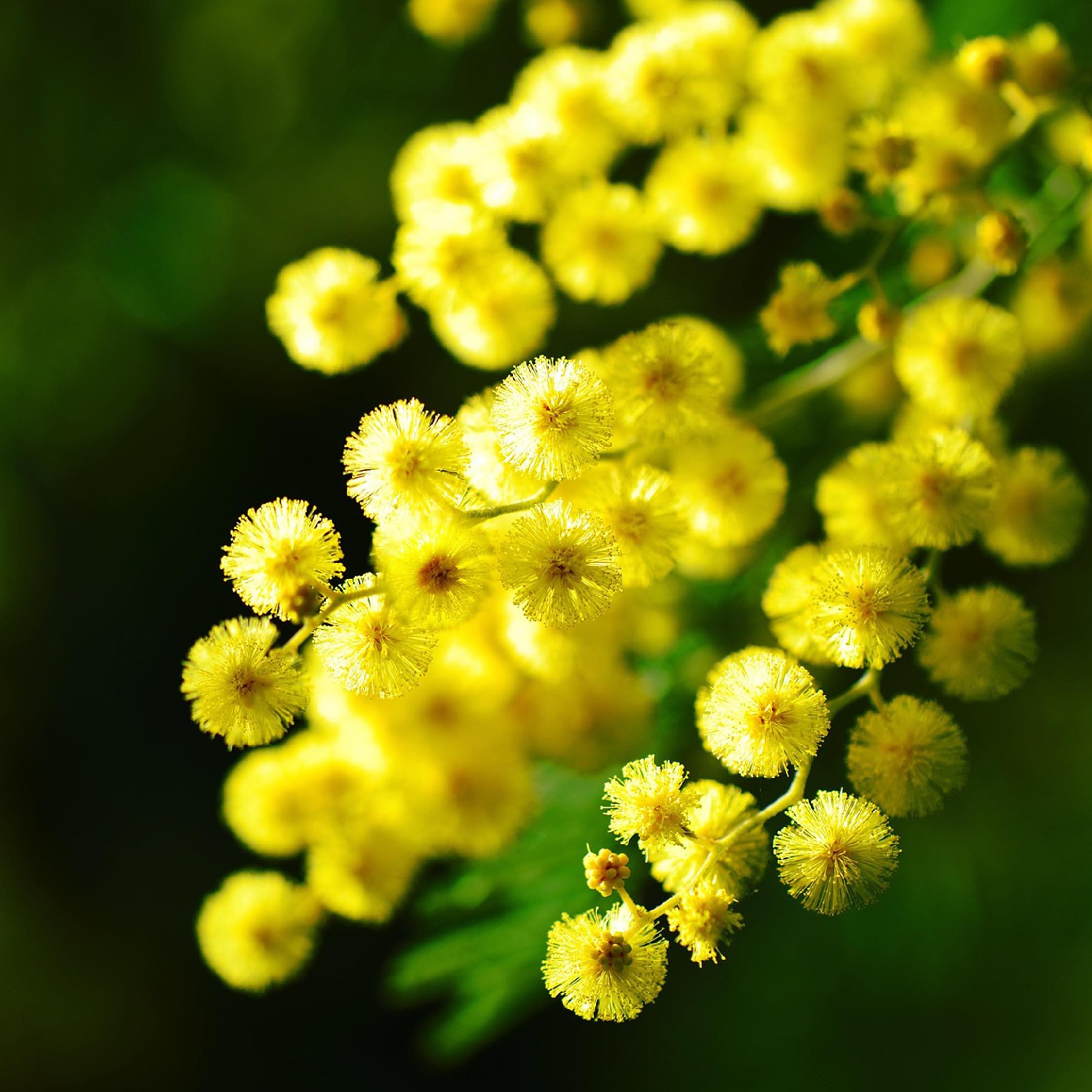 Plant in a Box - Akacja Srebrzysta - Acacia dealbata Mimosa - Zestaw 3 sztuk - Doniczka 9 cm - Wysokość 25-40cm - Rośliny ogrodowe
