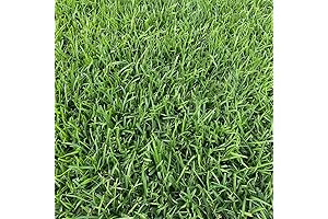 Centipede Grass Seeds - A Lush Lawn in Your Grasp!