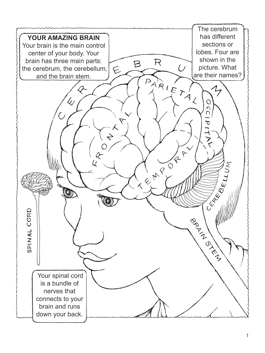 My First Book About the Brain (Dover Science For Kids Coloring Books) - Image 3